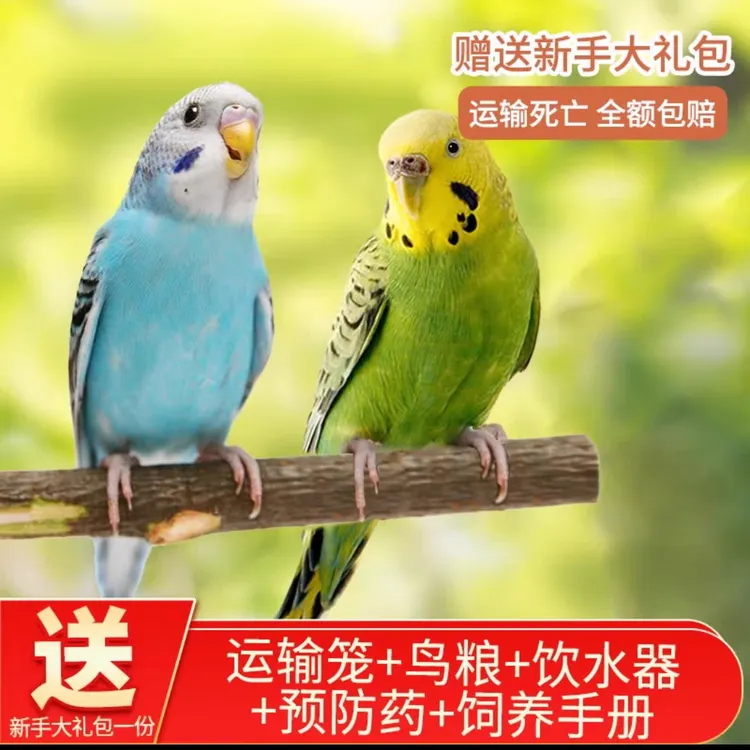 鹦鹉活鸟虎皮鹦鹉鸟类小鸟会学说话的鸟手养宠物小型鹦鹉一公一母