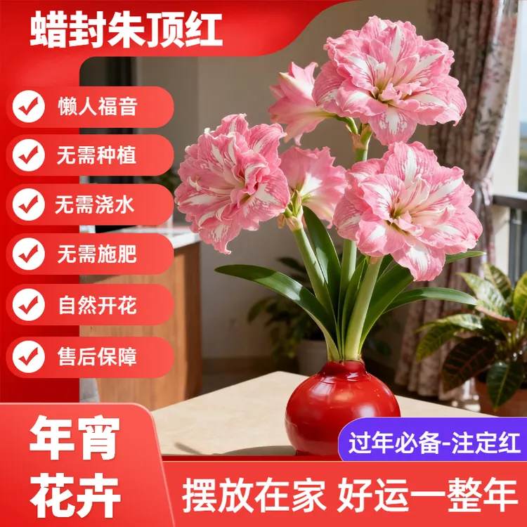 【封蜡朱顶红】年宵花卉室内阳台客厅装饰无水无土即可开花懒人福音