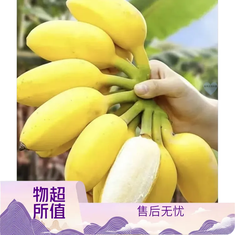 正宗苹果粉蕉现砍现发当季新鲜薄皮水果包邮香蕉香甜孕妇批发整箱