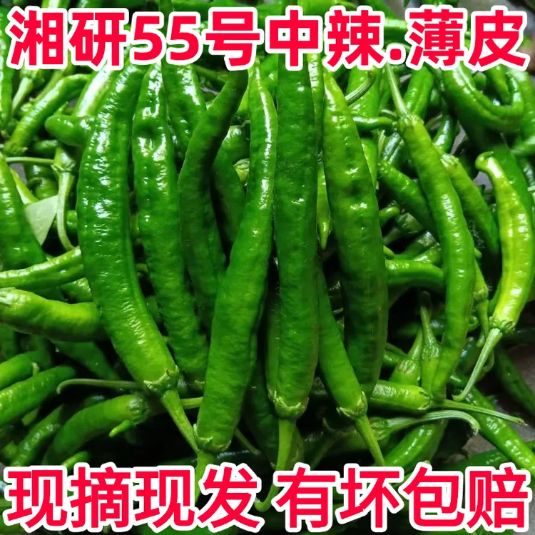 湘研55号辣椒新鲜软薄皮香酥香脆嫩辣长虎皮椒农家自种