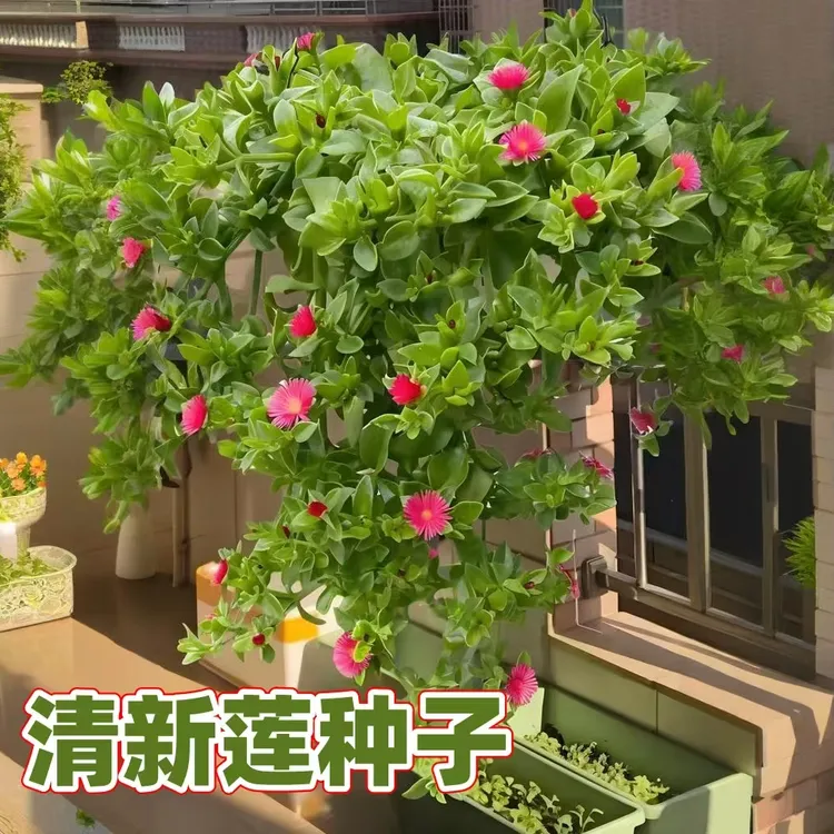 【清心莲种子】清心莲种子垂吊植物室内阳台四季种植盆栽绿植