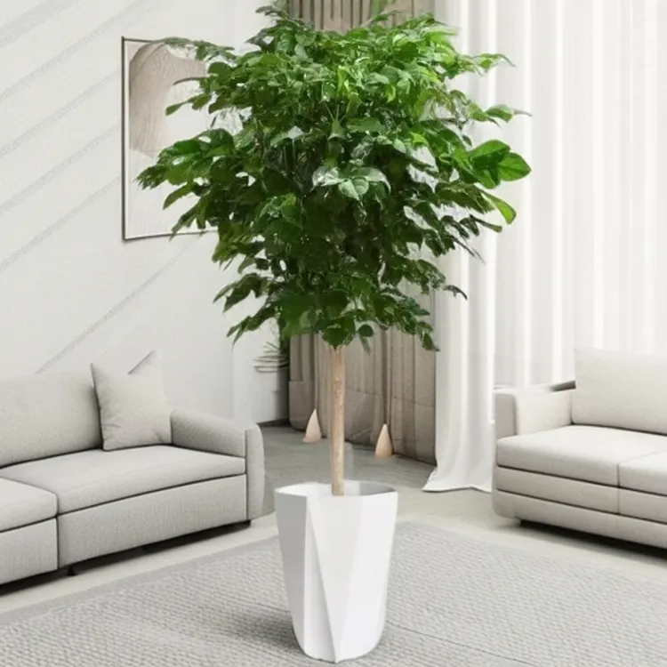 【70-80cm】棒棒糖幸福树独杆室内栽四季常青可吸醛好养活带钻石盆