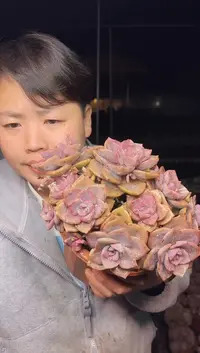 露养区大号彩虹糖20CM 7.88