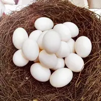新鲜杂粮鸽子蛋30枚 宝宝孕妈老人健康佳品