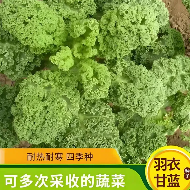 【羽衣甘蓝种子】家庭阳台小院四季种植盆栽地栽易种易活