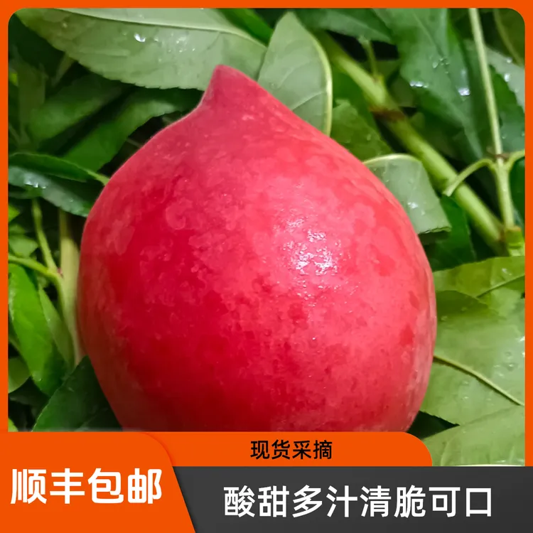 ⟦现货现摘⟧河北乐亭春雪水蜜桃  酸甜多汁 清脆可口 顺丰包邮