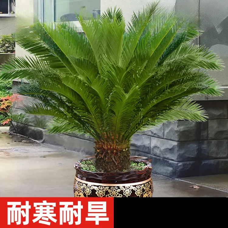 铁树盆栽室内外客厅四季常青耐寒大盆景铁树庭院别墅工程绿化树苗