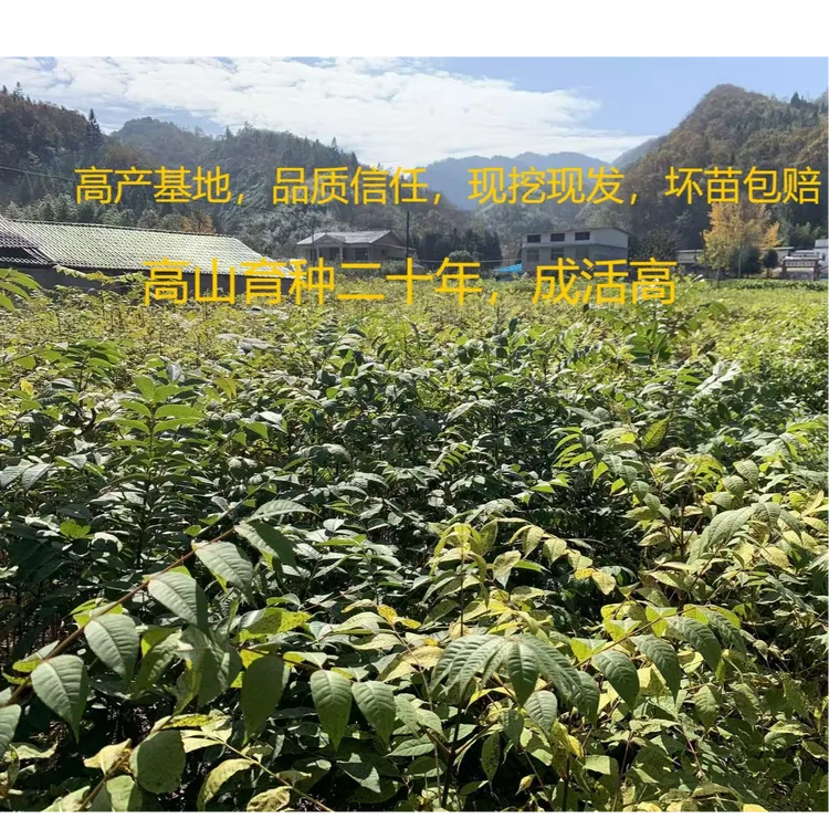 厚皮川黄柏苗大叶黄柏树苗正宗黄柏苗（百）