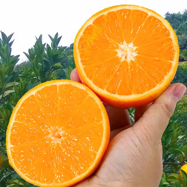 脐橙苗纽荷尔脐橙苗嫁接橙子树苗南方北方种植果树果苗盆栽地栽