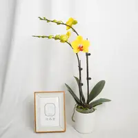 悠花里蝴蝶兰【越南王子带花带花苞】开花珠发货