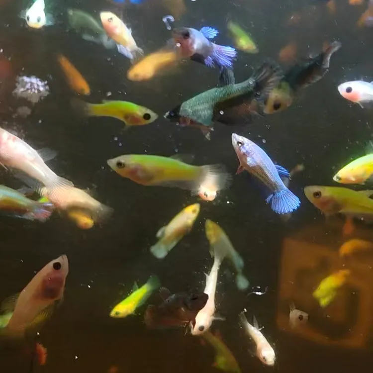 小型热带观赏鱼泰国斗鱼苗混搭10+2备损(包活不包损)介意勿拍