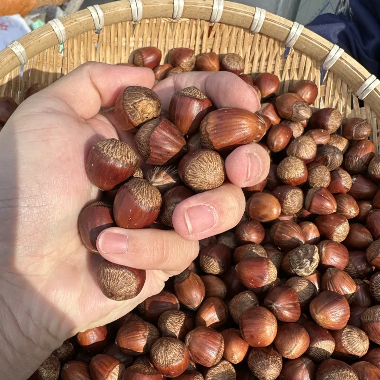 免费试吃二两（开原大果榛子）