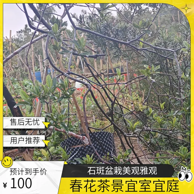 八方来财春花石斑木盆栽绿植园艺花卉茶空间盆景