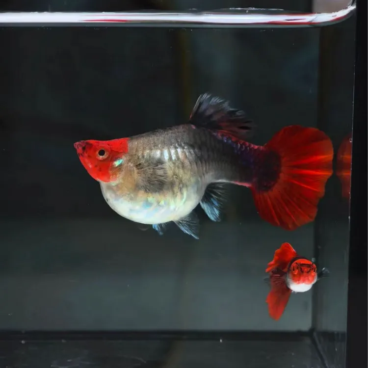 深海蓝贵族球体小型热带淡水观赏鱼好养耐活(实物以直播间为准)
