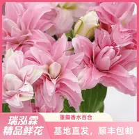 AA级（粉黛女神）小花型粉色重瓣香水百合东北发货顺丰包邮
