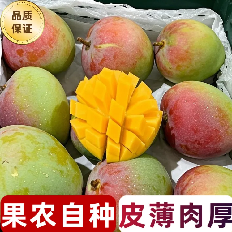 云南正宗澳芒苹果芒新鲜热带应季水果香甜多汁大芒果