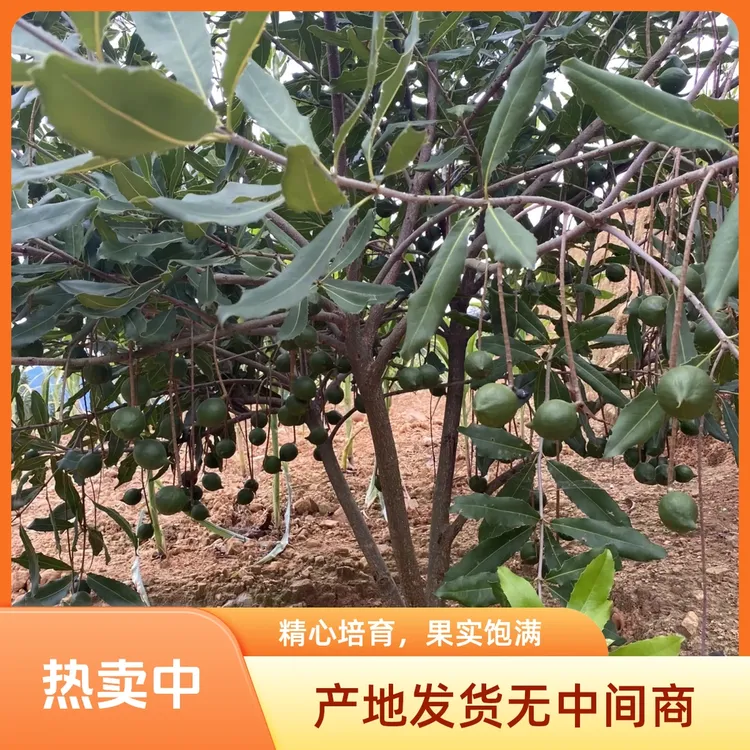 云南新鲜夏威夷果新鲜采摘带绿壳发货老人孕妈妈宝宝坚果零食