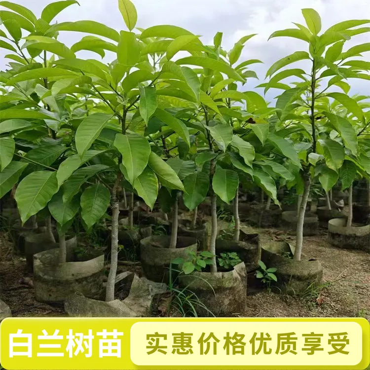 白兰花黄桷兰树苗大苗带育苗盆花期长浓香好养活广西基地直发