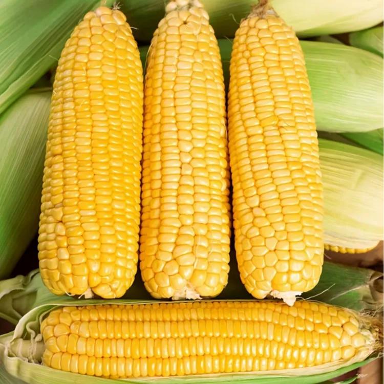 【小周书记甄选】农家露天种植应季甜糯玉米带壳发货新鲜清甜爽脆