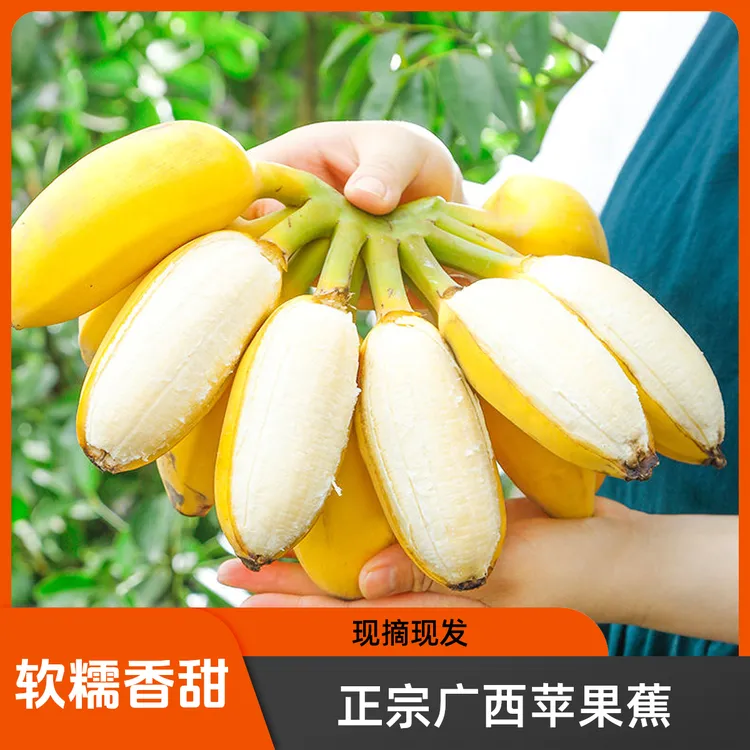 正宗广西苹果蕉特大果粉蕉软糯香甜小香蕉非贡蕉土香蕉产地直发