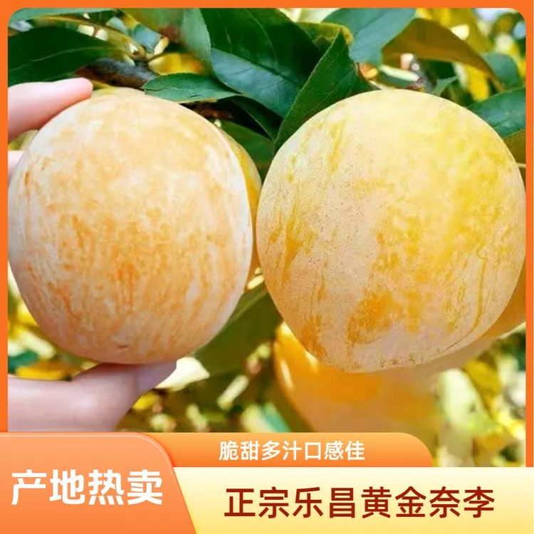 5 斤净重发货 中后期巨甜正宗乐昌九峰黄金奈李顺丰包邮