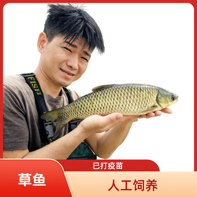 草鱼 鲩鱼  冷水鱼 淡水鱼广州发货