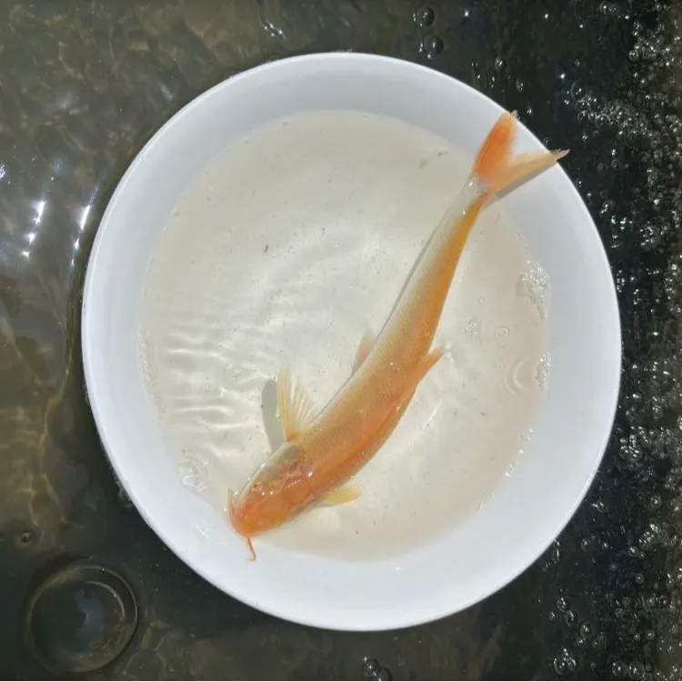 【活体】优质红眼银雪鱼(8-13cm)观赏鱼淡水鱼冷水鱼