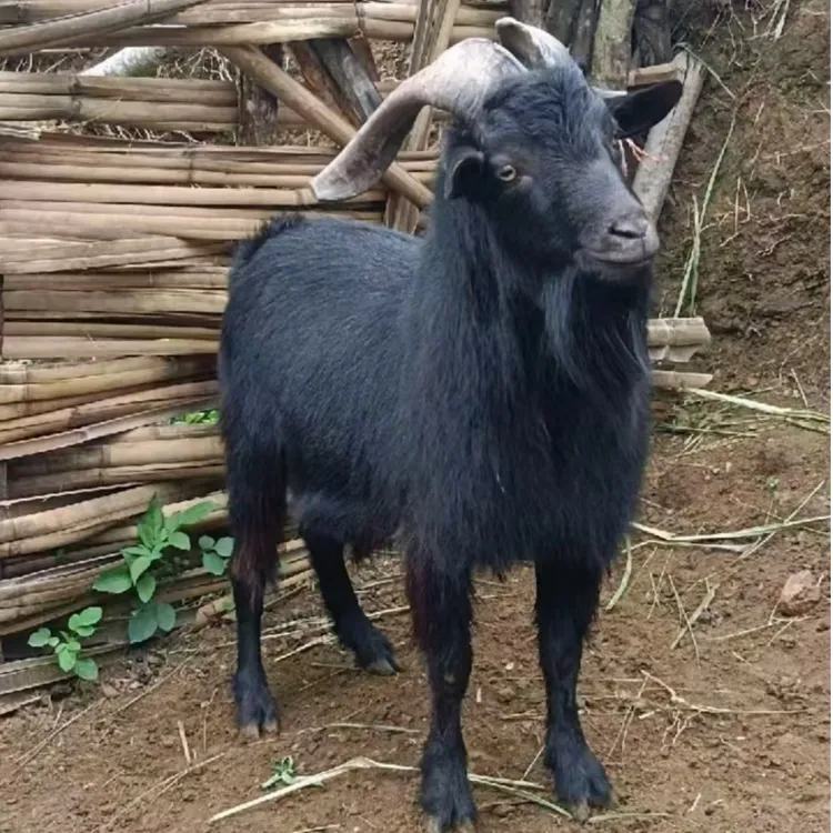 广西散养羊新鲜现杀现卖顺丰包邮