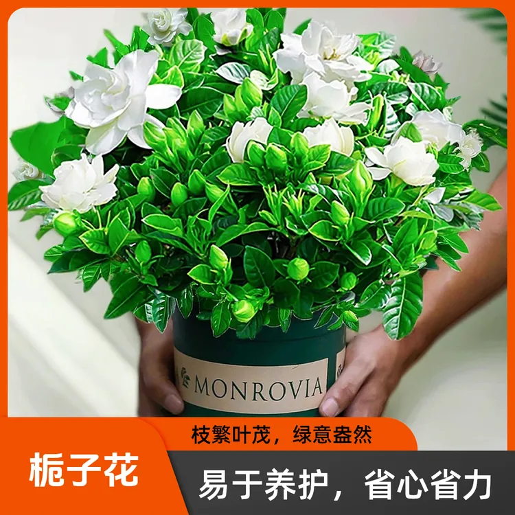 【疆藏包邮】栀子花盆栽 带花苞发货 花卉绿植物养易室内绿植盆栽