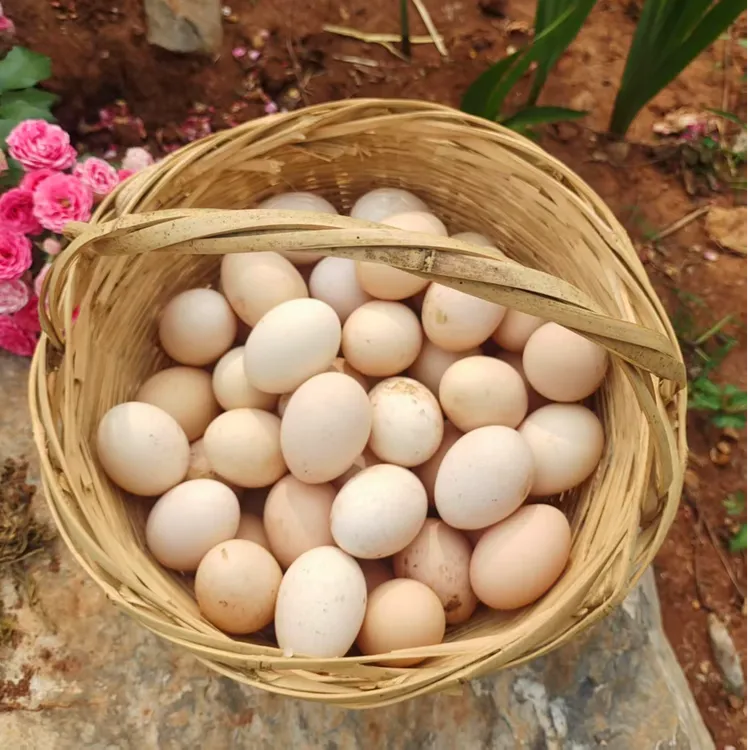 沂蒙山区散养跑山土鸡蛋鲜发50枚装