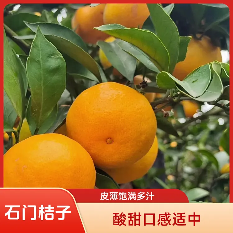 石门桔子新鲜早熟蜜桔酸甜适中农家采摘