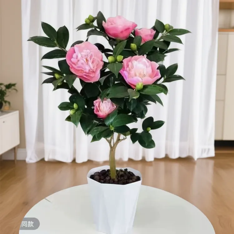 F[40-50厘米高]带花苞浓香型香妃茶花盆栽适合室内外种植耐寒耐热