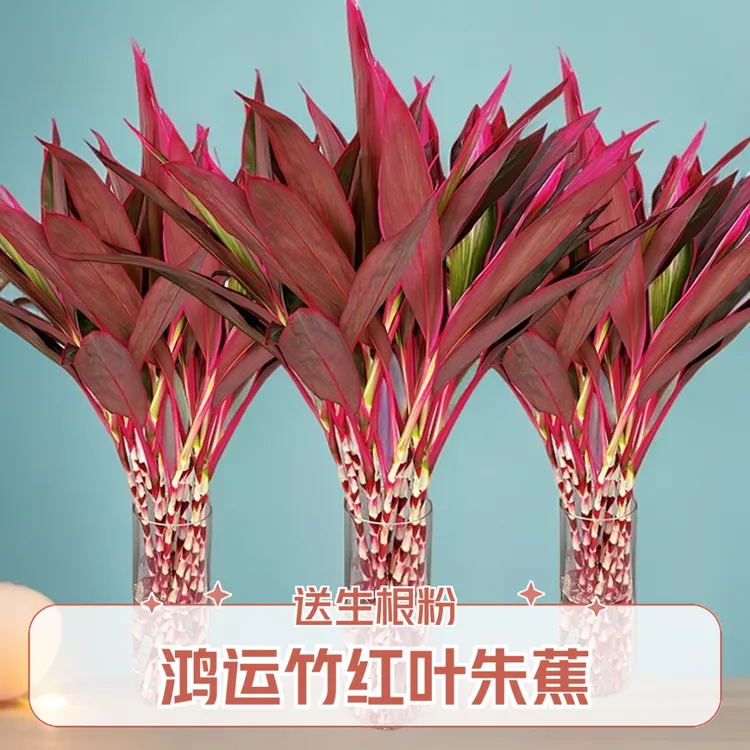 鸿运竹水培植物客厅红叶朱蕉水养竹子富贵竹室内红竹盆栽花卉绿植