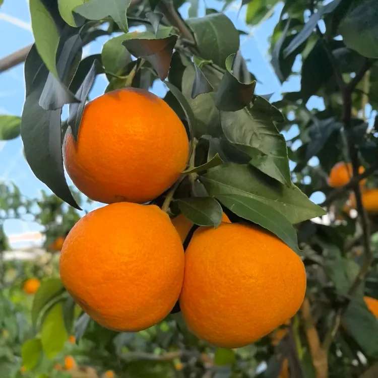 红美人果冻橙新鲜采摘细腻无渣