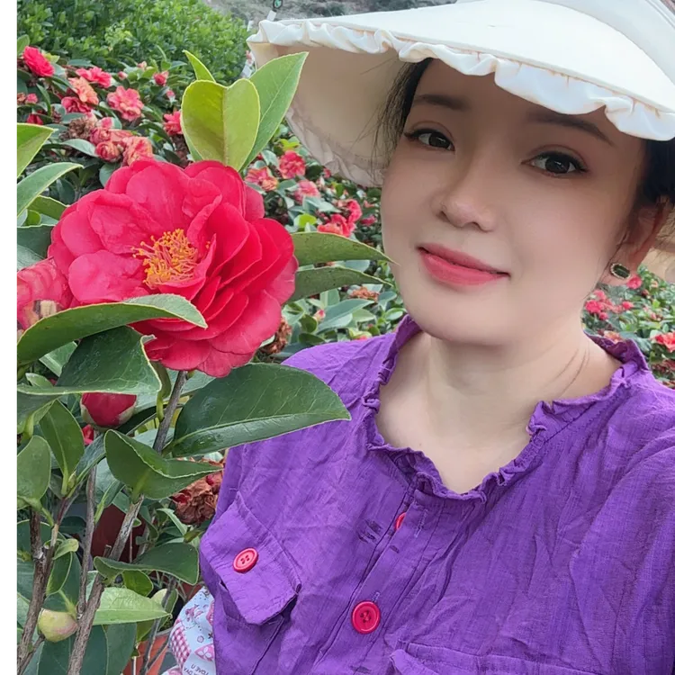 七星山茶花重瓣大红花室内室外庭院阳台花卉四季常绿耐寒耐热好养