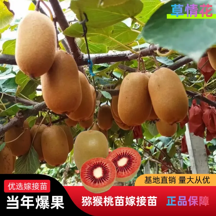 猕猴桃树果苗嫁接黄金奇异果苗南北方庭院盆栽地载耐寒当年结果苗