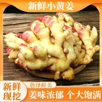 【云南文山小黄姜】个大饱满现挖现发当季新鲜蔬菜可做泡姜包邮
