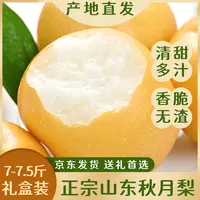 【礼盒装】正宗山东秋月梨脆甜多汁清甜应季水果产地直发细嫩化渣