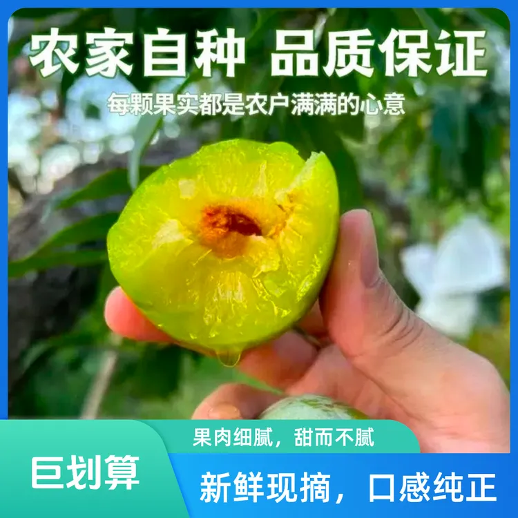 高山奈李脆甜油奈李新鲜水果树上熟应季美味