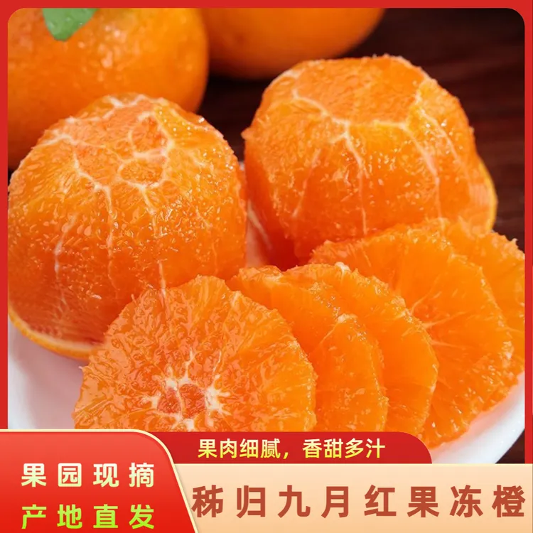 正宗湖北秭归九月红果冻橙新鲜应季皮薄多汁果肉细腻化渣秭归脐橙