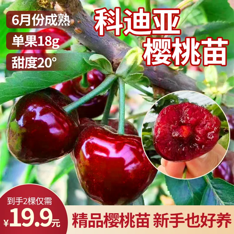 【基地直发】车厘子大樱桃树苗嫁接苗盆栽地栽南北方种植抗寒耐冻