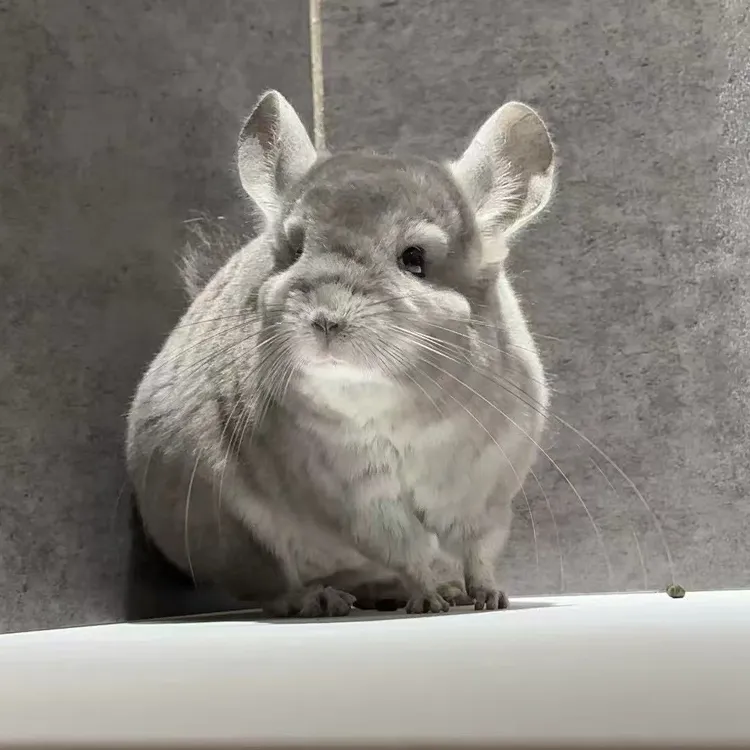 短毛/携长紫灰宠物龙猫活体