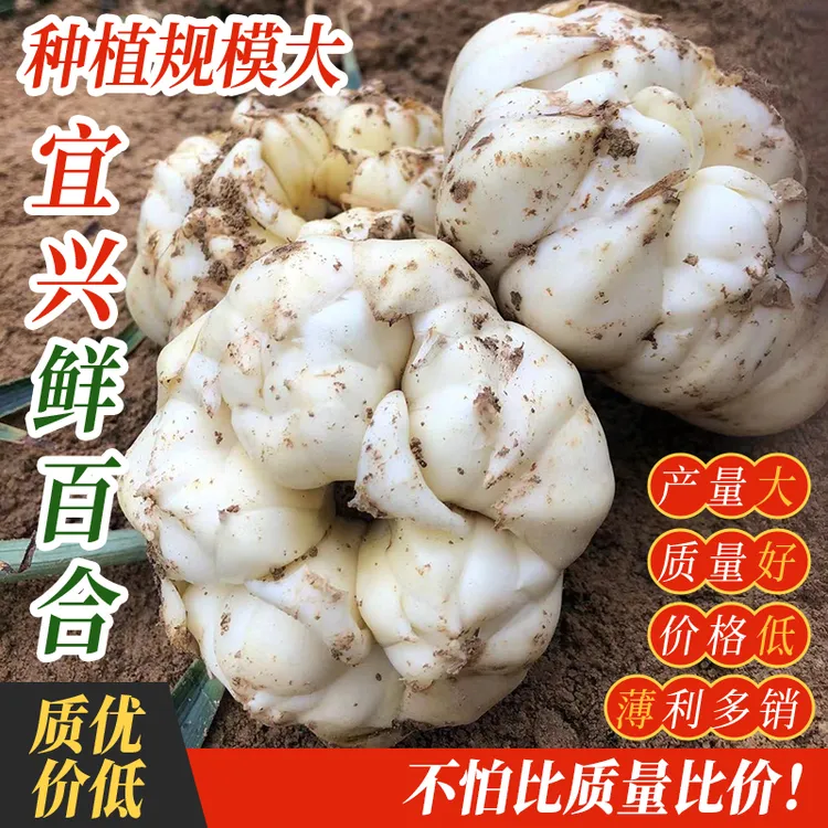 2025宜兴新鲜百合正品特百合花可食用大白合5斤3斤2斤广德基地