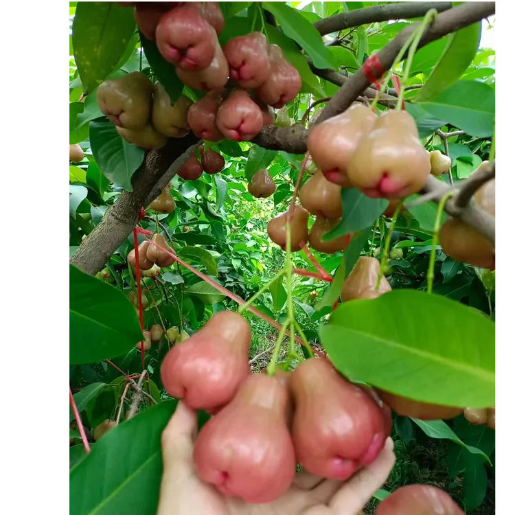黑糖芭比  黑金刚莲雾果树嫁接苗  易种植管理 产量高