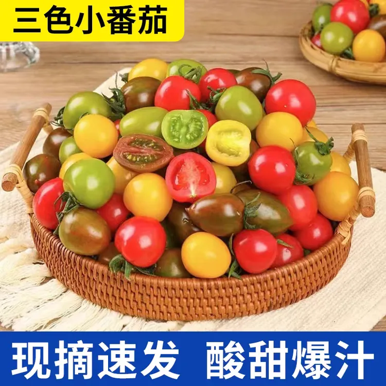 五彩小番茄圣女果西红柿京东包邮（仅限山东省内）现摘现发新鲜爆汁