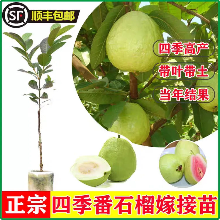 【顺丰包邮】台湾珍珠番石榴果树苗红宝石芭乐红心芭乐嫁接果树苗