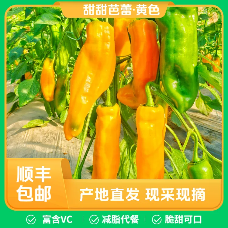 【顺丰包邮】纯黄色甜辣椒水果彩椒代餐（买一斤送半斤买二斤送一斤）