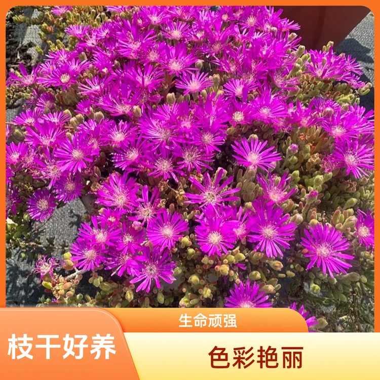 枝干番杏垂吊类开花花镜植物生命力顽强多肉植物皮实好养生长快