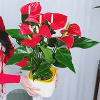 【4---6朵】红掌盆栽绿植室内植物女神花卉植物红叶净化空气