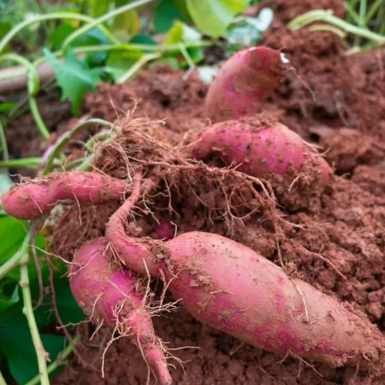 贵州高山紫薯||农家高海拔自然生长软糯香甜好吃不腻3斤-包邮